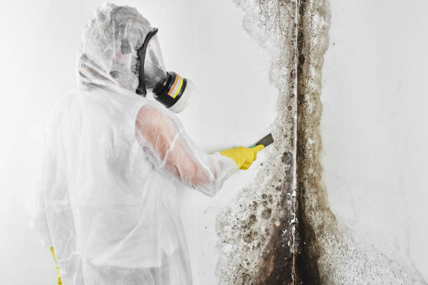 Best Commercial Mold Removal  in Kalaheo, HI
