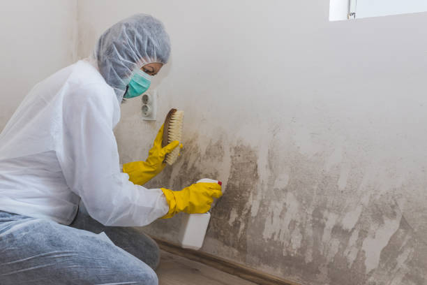 Best Mold Damage Repair  in Kalaheo, HI