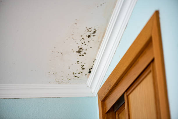 Best Certified Mold Removal  in Kalaheo, HI