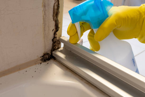 Best Local Mold Removal Service  in Kalaheo, HI