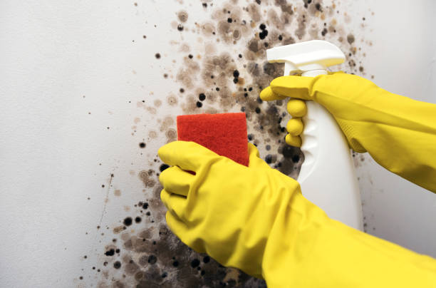 Best Attic Mold Removal  in Kalaheo, HI