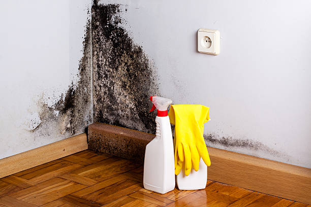 Best Affordable Mold Removal  in Kalaheo, HI