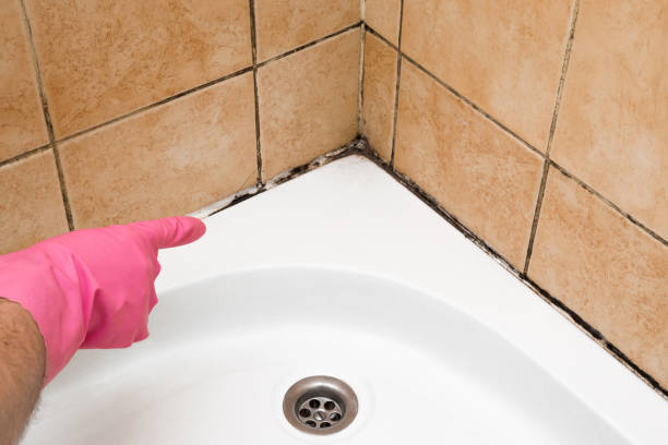 Best Toxic Mold Removal  in Kalaheo, HI